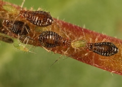 Periphyllus obscurus