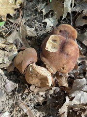 Gyroporus castaneus