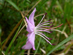 Rhodothamnus chamaecistus