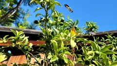 Papilionini
