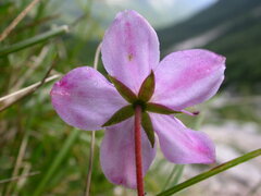 Rhodothamnus chamaecistus