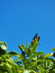 Papilionini