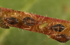 Periphyllus obscurus