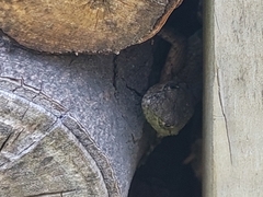 Sceloporus grammicus