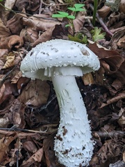 Amanita strobiliformis