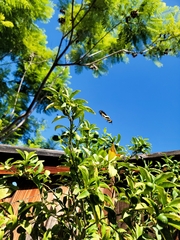 Papilionini