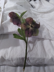 Helleborus purpurascens