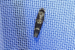 Mompha subbistrigella