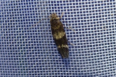 Mompha subbistrigella