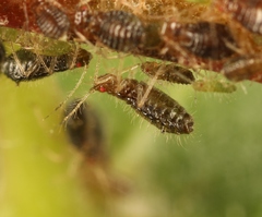 Periphyllus obscurus