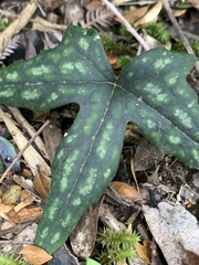 Knowltonia hepaticifolia