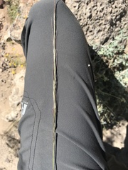 Aristida adscensionis