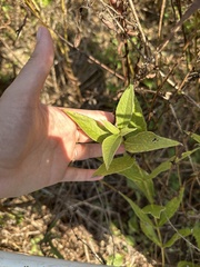 Silphium integrifolium