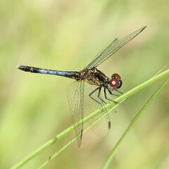Erythrodiplax minuscula
