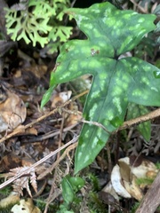 Knowltonia hepaticifolia