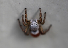 Habronattus decorus