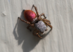 Habronattus decorus