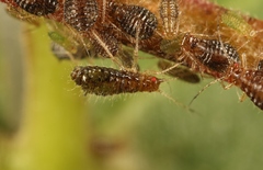 Periphyllus obscurus