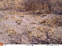 Cynictis penicillata