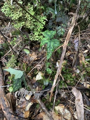 Knowltonia hepaticifolia