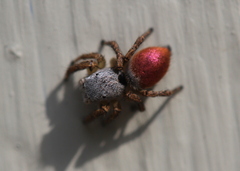 Habronattus decorus