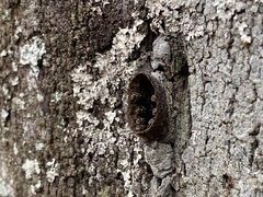 Nannotrigona testaceicornis