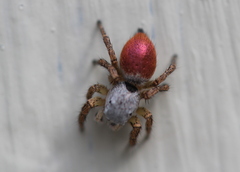 Habronattus decorus