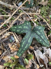 Knowltonia hepaticifolia