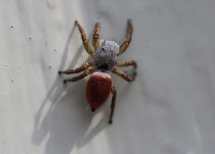 Habronattus decorus