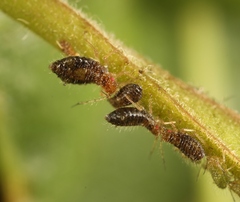 Periphyllus obscurus