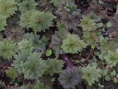 Dendrohypopterygium filiculiforme