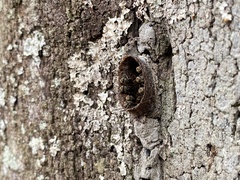 Nannotrigona testaceicornis