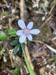 Knowltonia hepaticifolia
