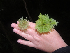 Dendrohypopterygium filiculiforme