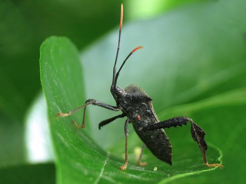 Acanthocephala terminalis, photo 5 of 8
