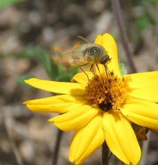 Bombyliinae