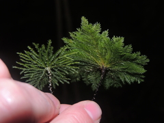 Dendrohypopterygium filiculiforme