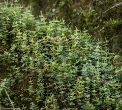 Peperomia tetraphylla