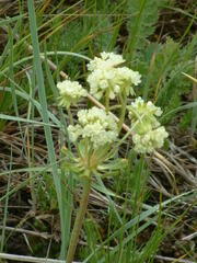 Eriogonum umbellatum