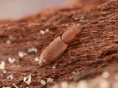 Phyconomus marinus