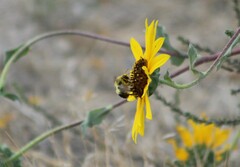 Bombus flavidus