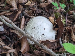 Amanita strobiliformis