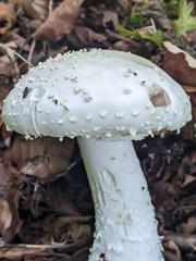 Amanita strobiliformis