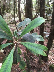 Rhododendron formosanum