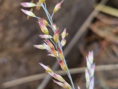 Melinis repens