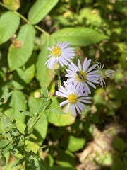Symphyotrichum