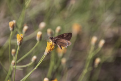Erynnis tristis
