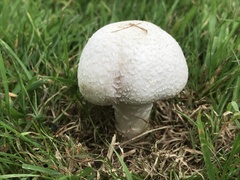 Agaricus campestris