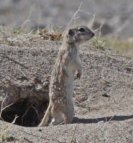 Spotted Ground Squirrel