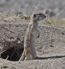 Spotted Ground Squirrel photo 4